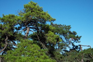 新西兰松木为什又叫辐射松对人体有害吗？