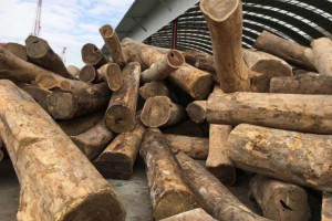 南美洲巴拉圭发生一起严重绿檀木非法采伐案件