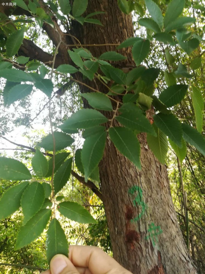 榔木树照片图片