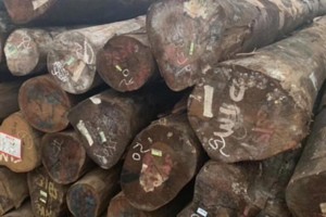 ​巴新政府拟在2025年禁止原木出口政策