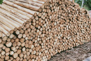 大量供应优质杉原木,不同规格杉木原木和杉木檩条