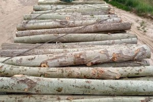 木材加工厂全国上门收购杨树原木