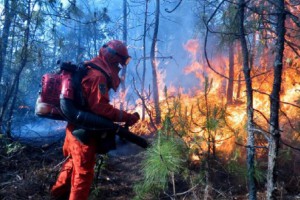 俄罗斯8月森林火灾风险系数预测有超过多年平均值的可能性