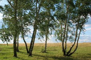 俄罗斯桦木是什么档次的木材及用途有哪些?