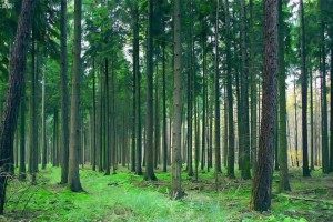 2020一季度广西林业总产值大增三成