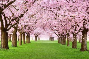 如何鉴别樱桃木的真假方法?