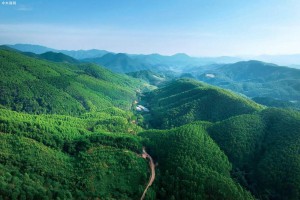 2020年广西省黄冕林场木材生产调查设计实现三“最”