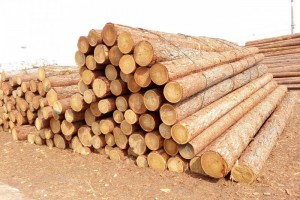 俄罗斯将全面禁止珍贵木材出口中国