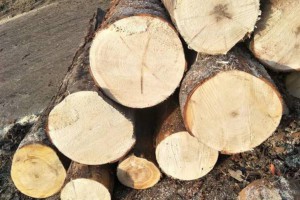 云杉的优点和缺点及云杉木材的用途介绍?