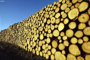 中国林场集团培育木材产业集群,打造全域开放平台