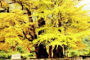 世界现存最大的银杏树进入观赏期但此前或曾遭雷击