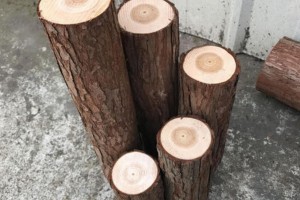 杉木桩开裂的外在因素有哪些及如何预防开裂?