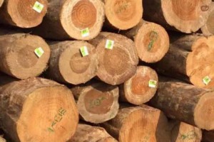 新西兰松原木材在中国的CFR价格持续上涨
