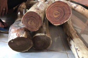关于越南黄花梨究竟是什么木材的相关介绍?