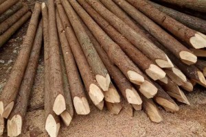 河道杉木桩有哪些优点及杉木桩应该怎么打桩施工?