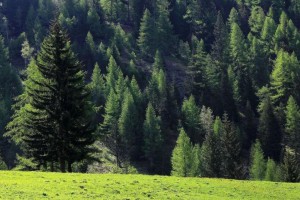 俄罗斯FSC认证森林面积增加16％