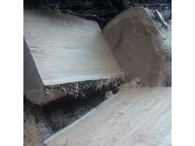 边境原木专业生产批发枫木板材,质优价廉