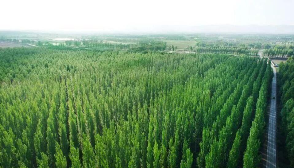 菏泽市林业局多举措推进绿色林业发展工作成效显著