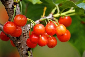 国产樱桃的功效与作用有哪些?