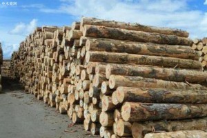 新西兰出口原木约占全国总产量的65%