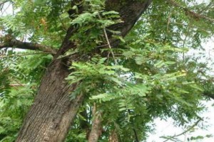 鸡翅木是什么树的木头?