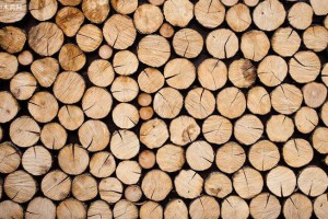 木材种类有什么意思?