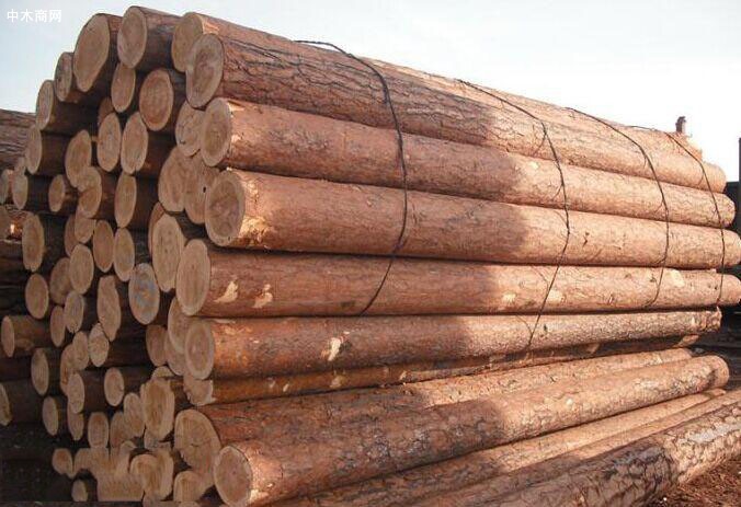 樟子松为何能做防腐木材价格