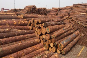 俄罗斯将完全禁止原木出口华商木材厂会怎样发展?