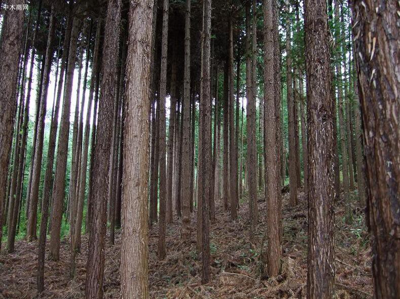 景村木材加工厂本地原木高清图片 