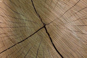 阔叶材木射线有哪些特点?