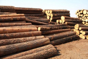 长沙已成为中国从俄罗斯进口木材的主要口岸