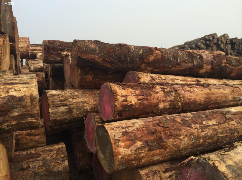 中国需求大量木材，新西兰出口商的钱包鼓起来了