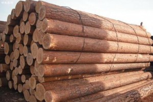 俄罗斯宣布原木出口禁令明年生效
