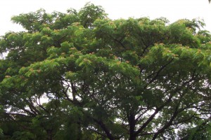 雨豆树的形态特征