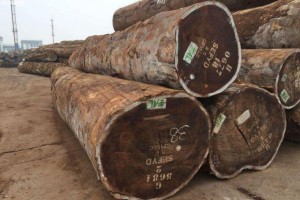 非洲六国将原木出口禁令推迟到2023年1月