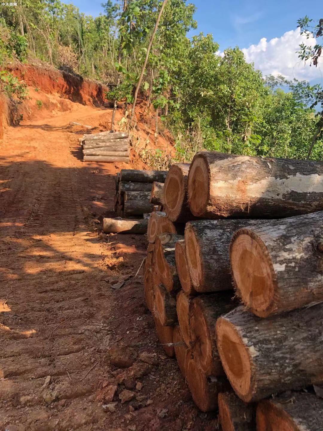 危地马拉Teak wood 及其它原木和木板图片