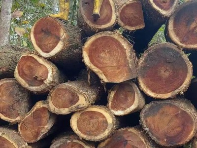 厄瓜多尔琥珀木雨木原木林场直签金合欢木南美洲木材高端