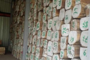 南美花梨板材价格上涨200-300元/立方米