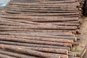 杉木原木  木方  河道打桩木  绿化杆  加工料  檩条