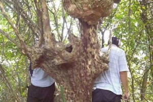 树上长的树瘤是怎么形成的?