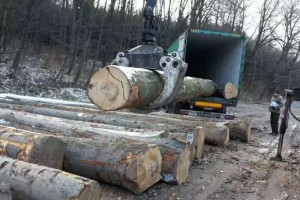 英国木材供应链承压恢复稳定