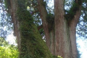 日本桧木,日桧,日本扁柏是什么木材?
