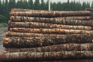 2021年俄西伯利亚联邦区对华加工木材出口量减少