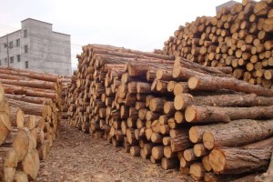 松木等针叶材的存量和价格预计将受到影响