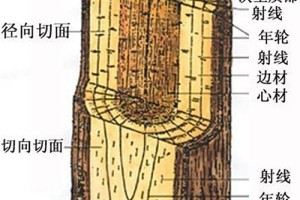 木材有代表性的三个切面是什么及识别木材三个切面的方法?
