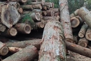 大量的柳杉,水杉,香杉原木出售