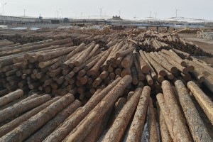 2022年我国软木木材进口下降13%