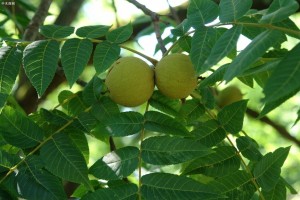 北美黑胡桃是核桃木吗及北美胡桃木和黑胡桃有什么区别?