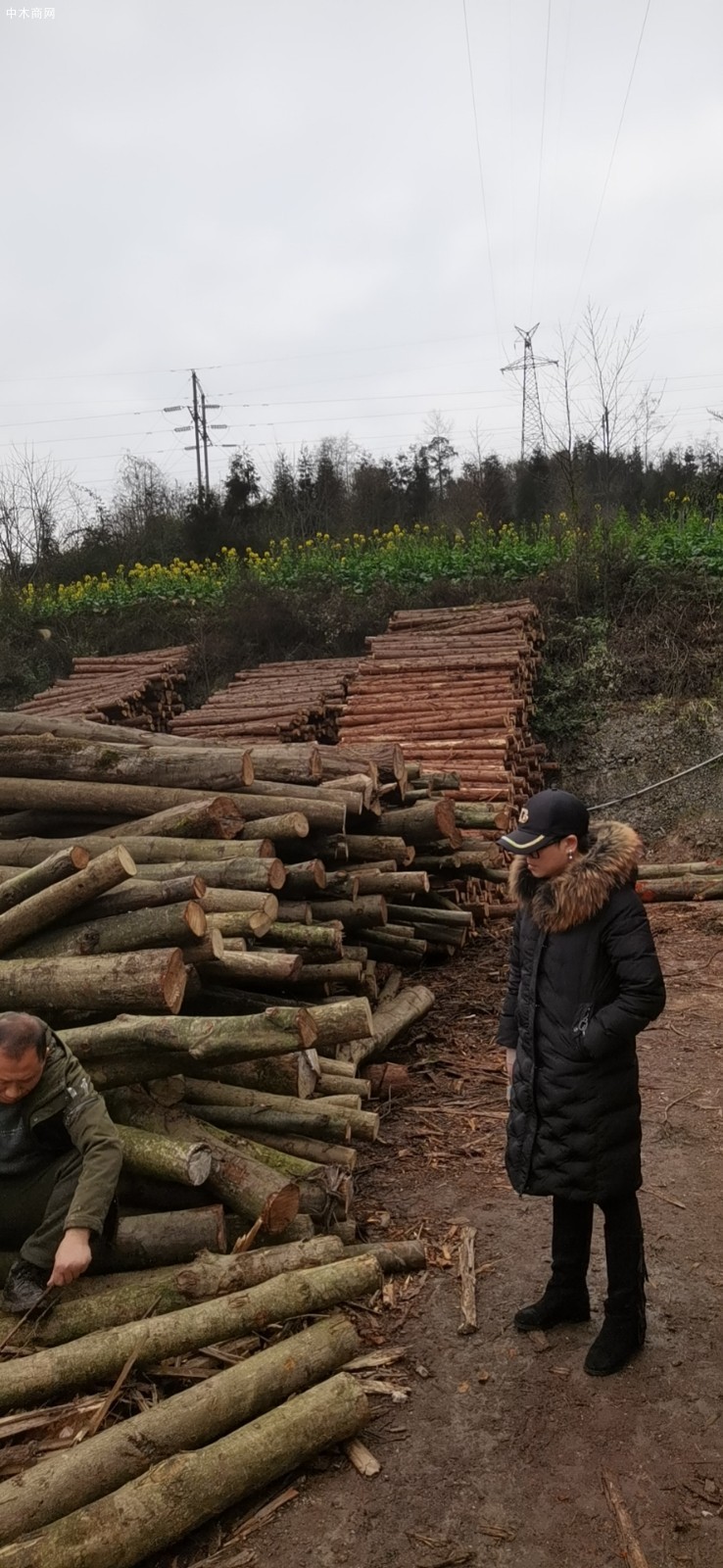 杉木原木生产厂家图片
