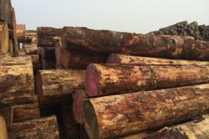4月新西兰原木价格下跌